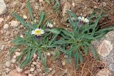 Erigeron pallidus