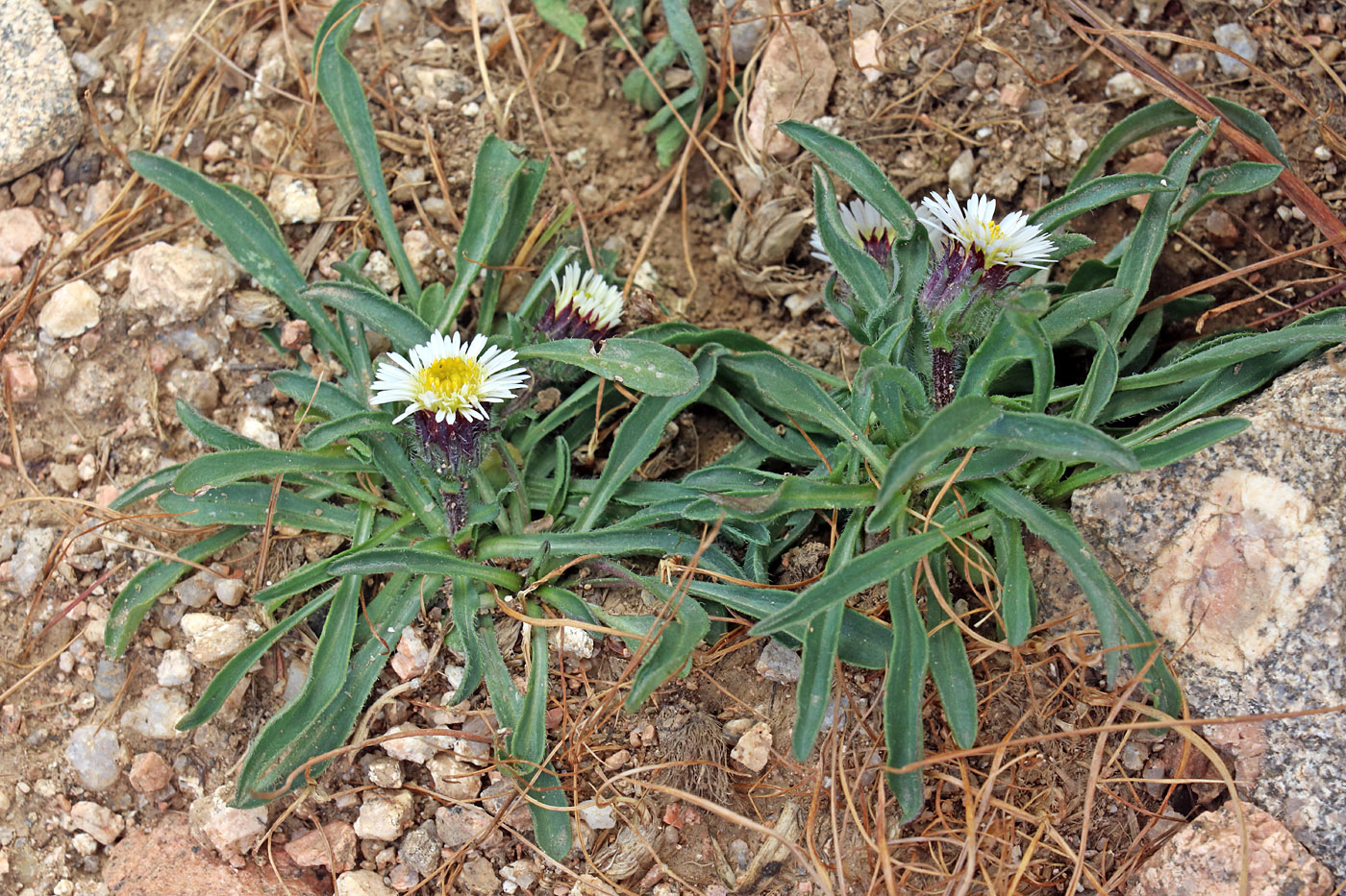 Изображение особи Erigeron pallidus.