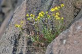 Senecio squalidus