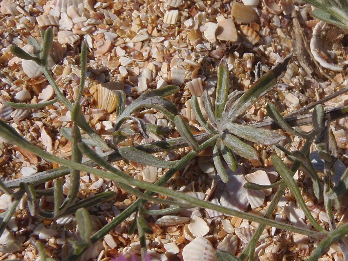 Image of Centaurea odessana specimen.
