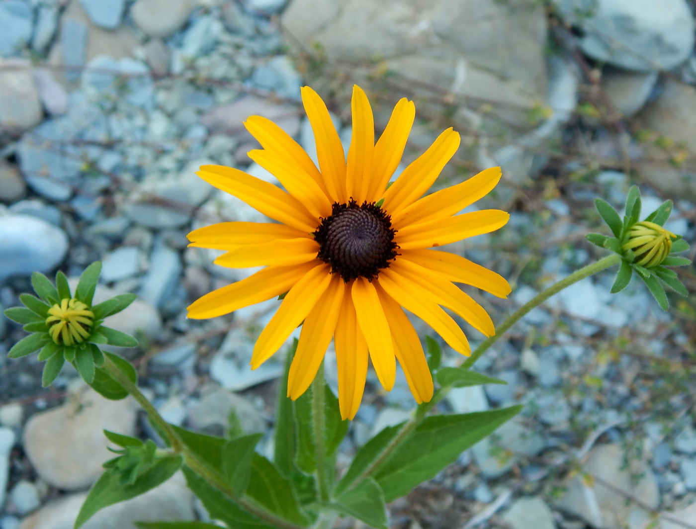 Image of genus Rudbeckia specimen.