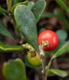 Arctostaphylos uva-ursi. Плод. Тверская обл., Кимрский р-н, окр. дер. Бурцево, песчаный холм в сосновом бору. 01.08.2020.