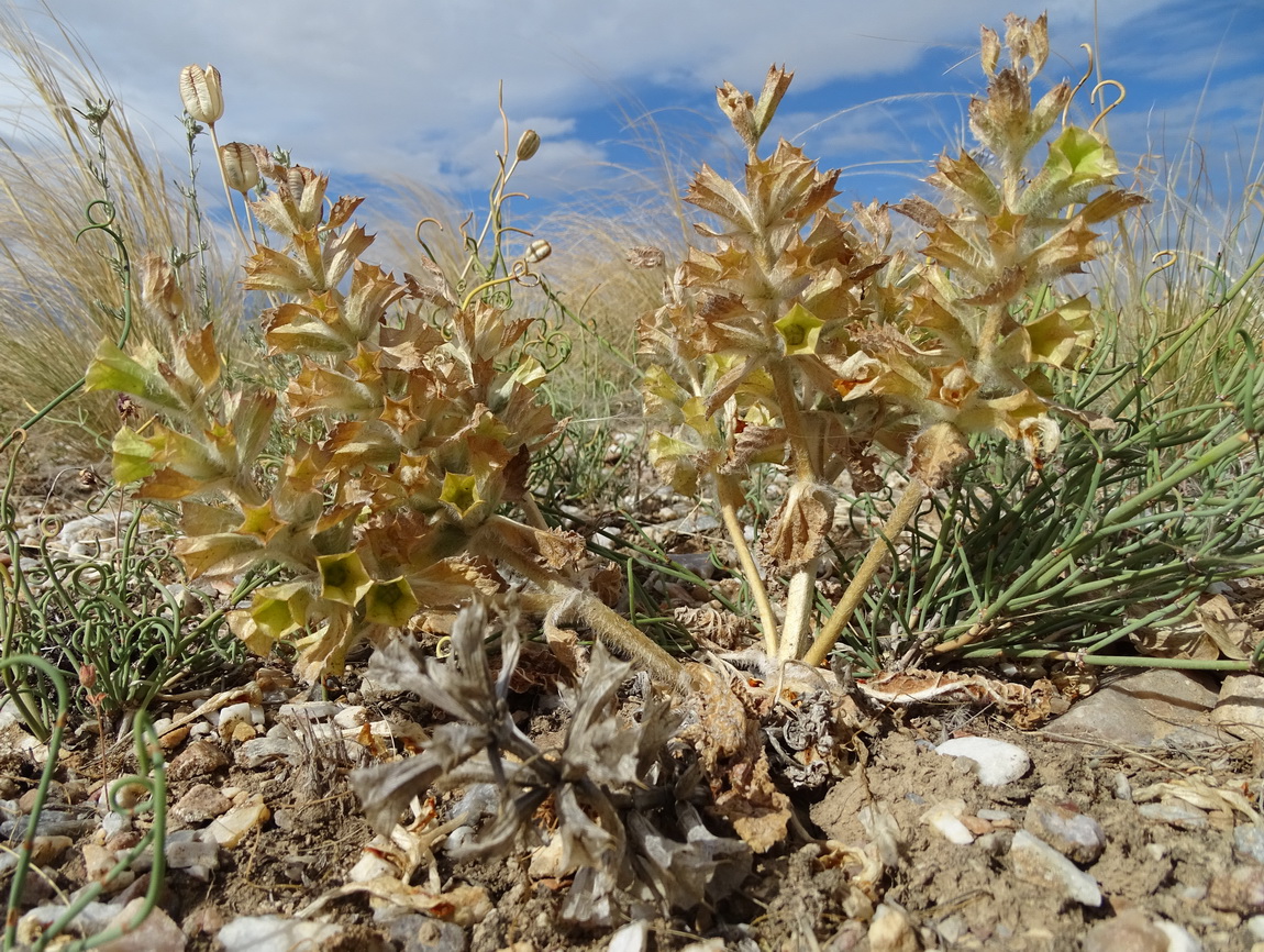 Image of genus Paraeremostachys specimen.