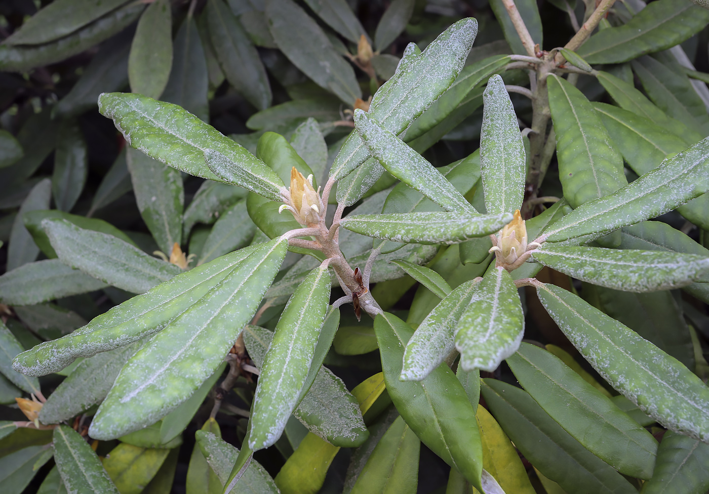 Image of Rhododendron smirnowii specimen.