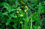 Euphorbia bagyrensis