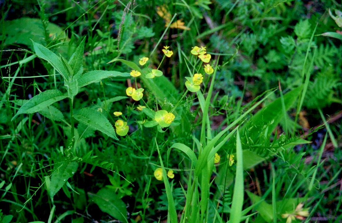 Изображение особи Euphorbia bagyrensis.