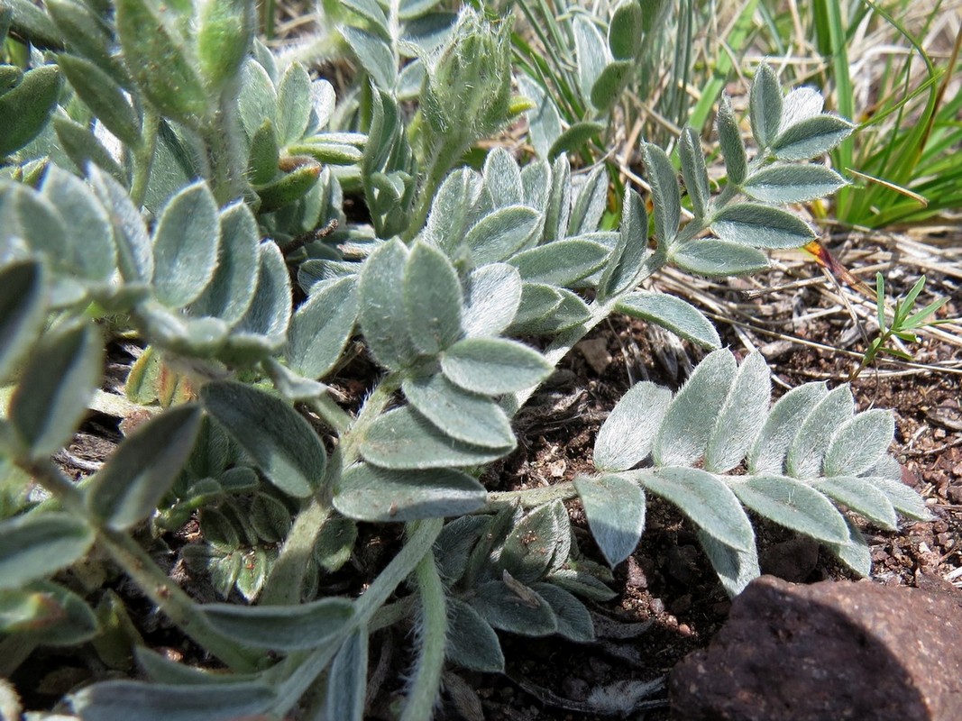 Изображение особи Oxytropis bracteata.