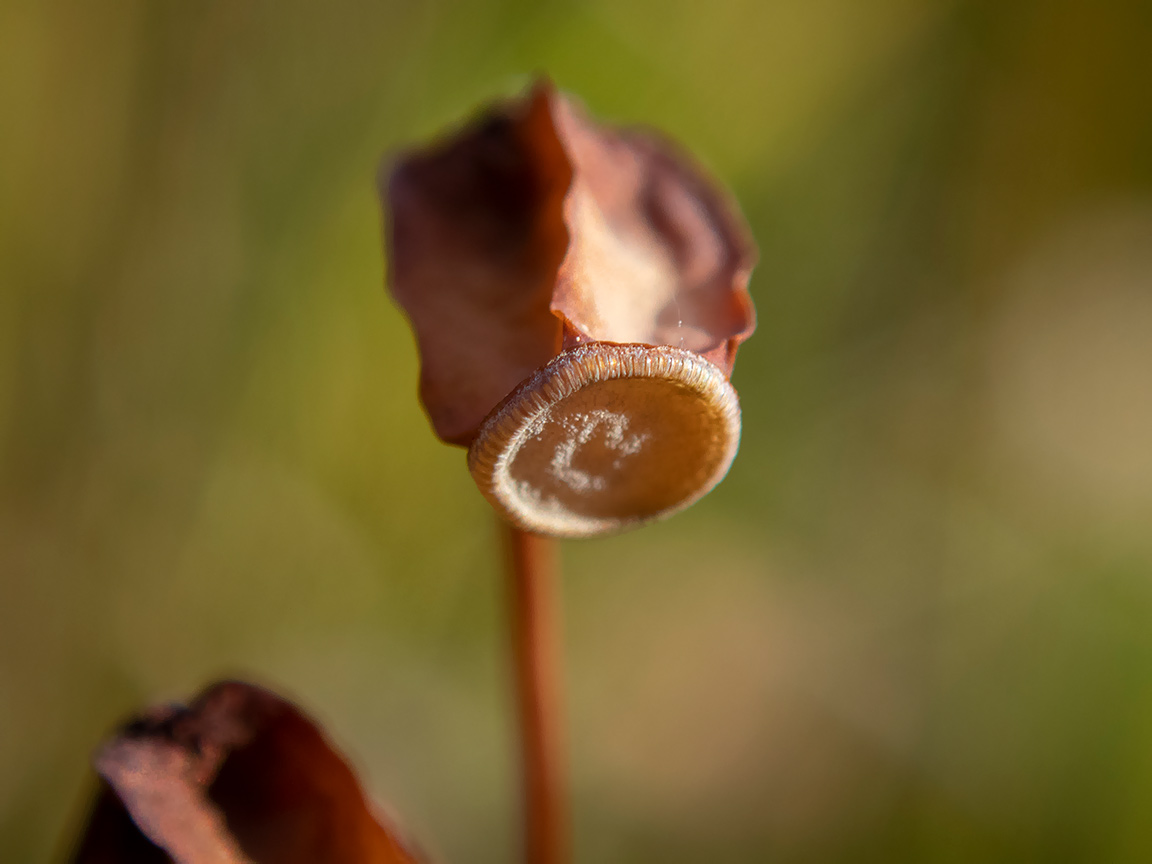 Image of Polytrichum commune specimen.