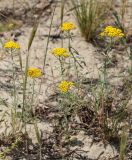 Achillea micrantha. Цветущие растения. Волгоградская обл., Камышинский р-н, Лебяженское сельское поселение, окр. горы Уши, песчаный овраг. 31.05.2019.