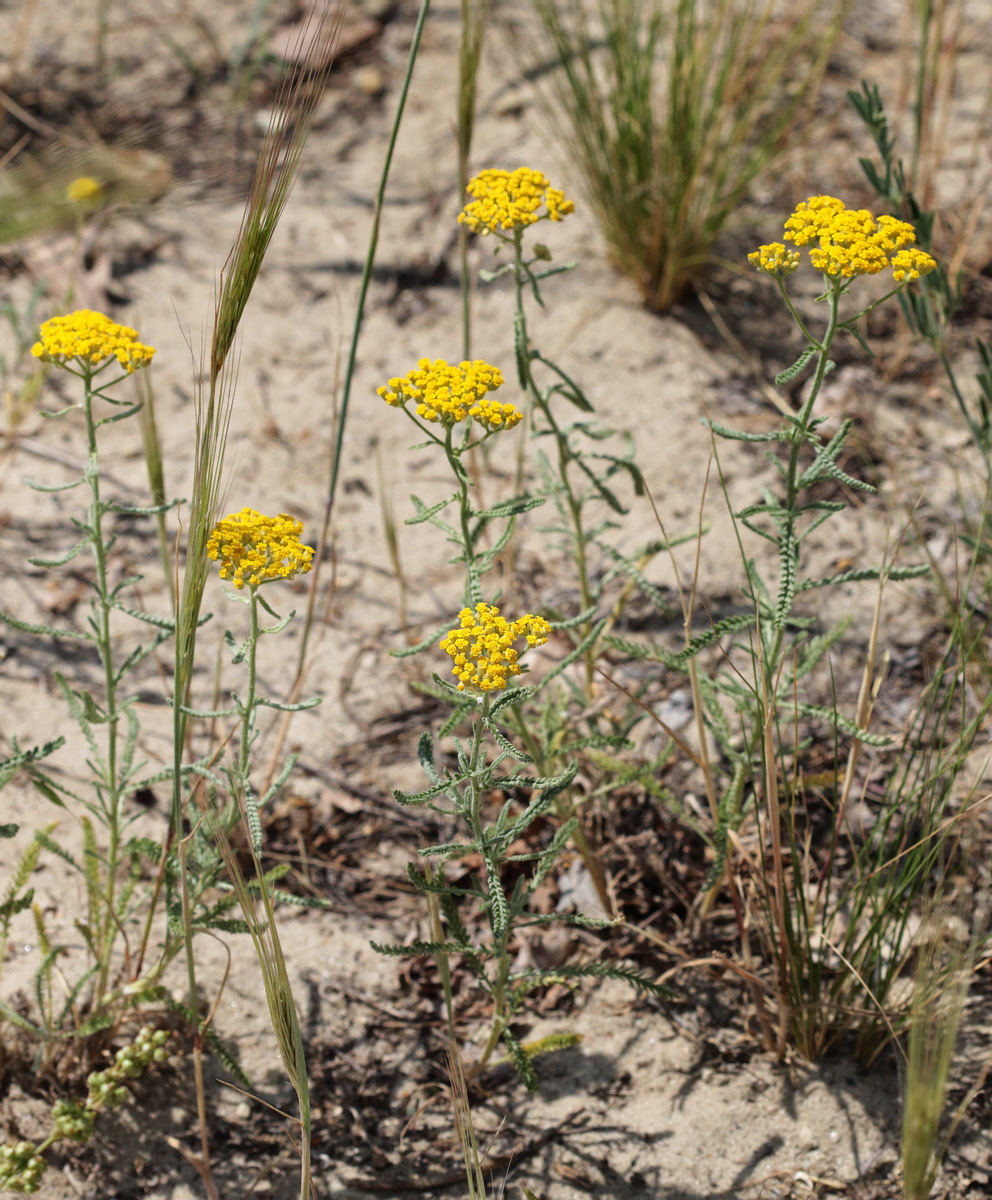 Изображение особи Achillea micrantha.