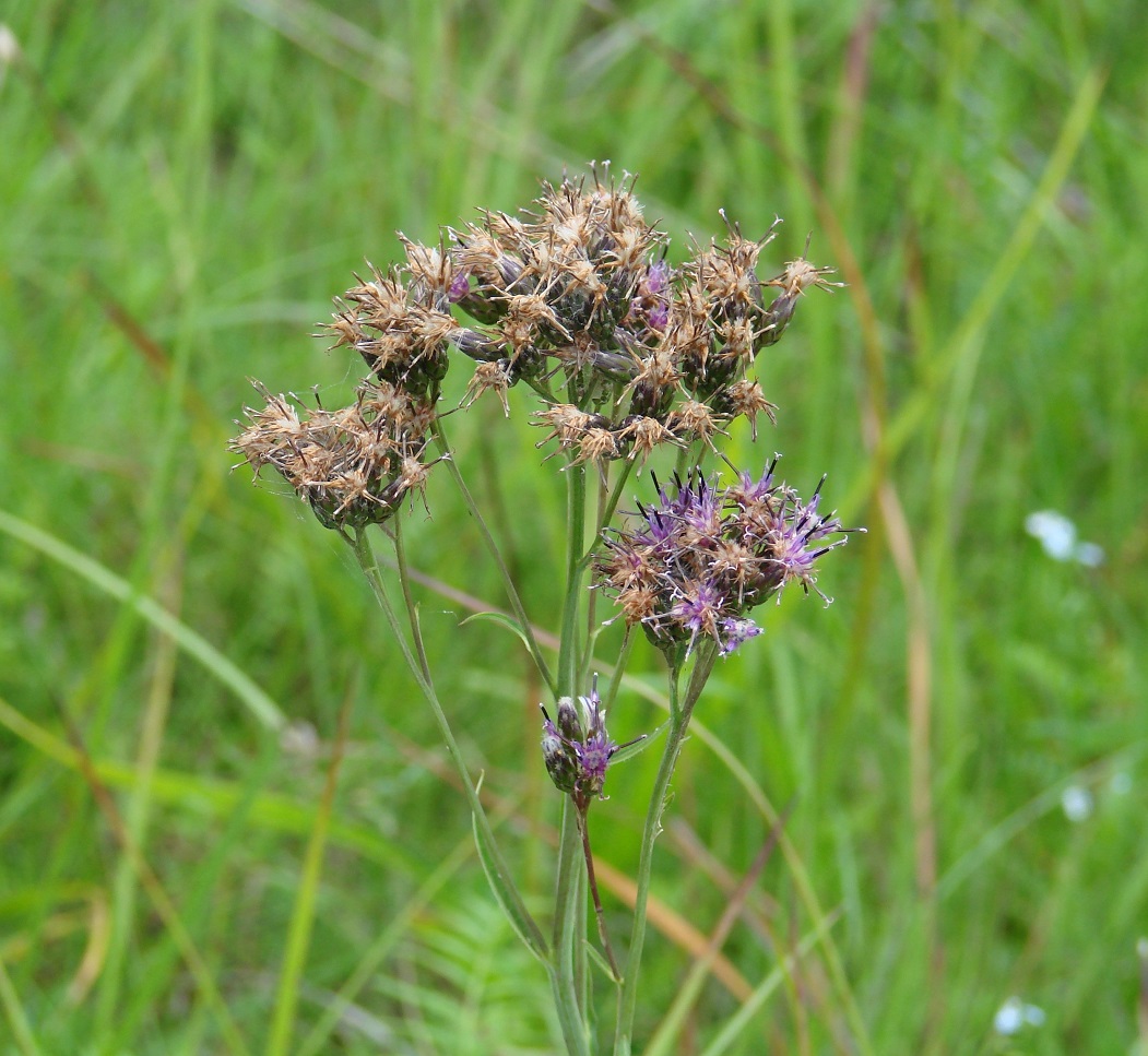 Image of Saussurea parviflora specimen.