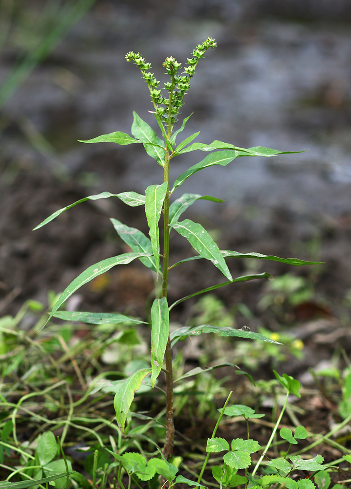 Image of Penthorum chinense specimen.