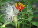 Asclepias curassavica