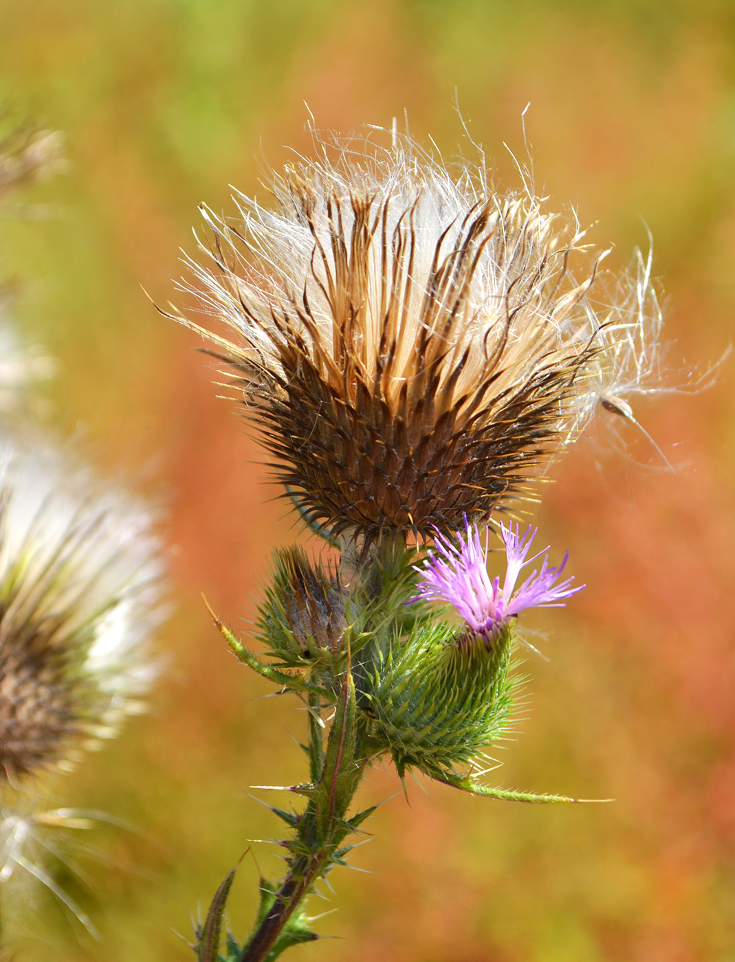 Image of Cirsium vulgare specimen.