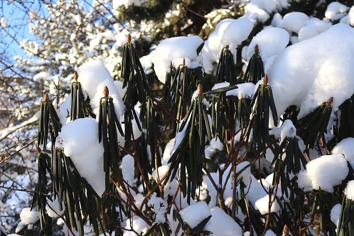 Изображение особи род Rhododendron.