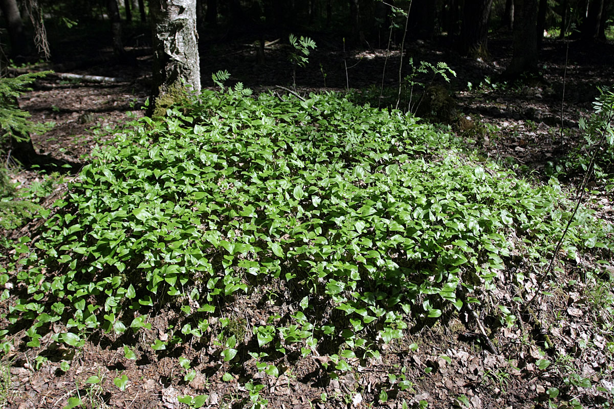 Изображение особи Maianthemum bifolium.