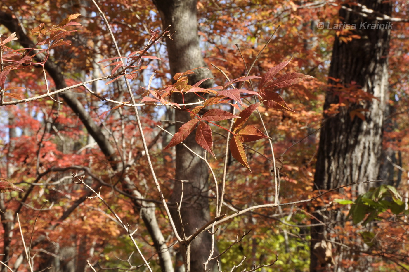 Image of Acer mandshuricum specimen.