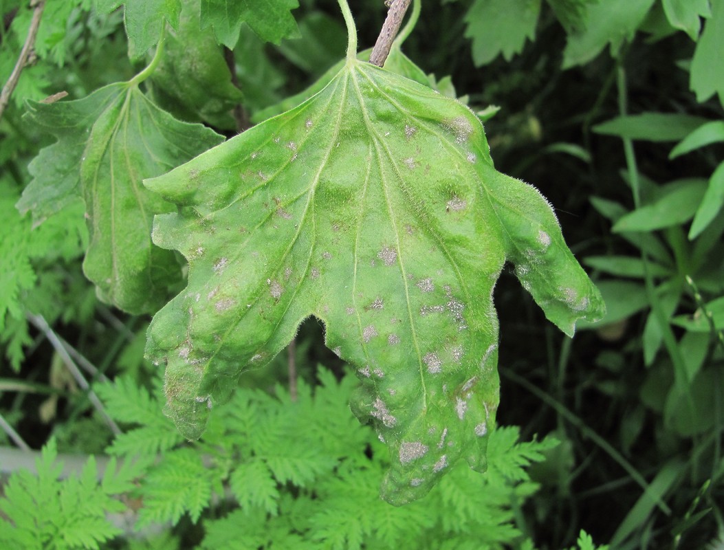 Image of Ribes aureum specimen.