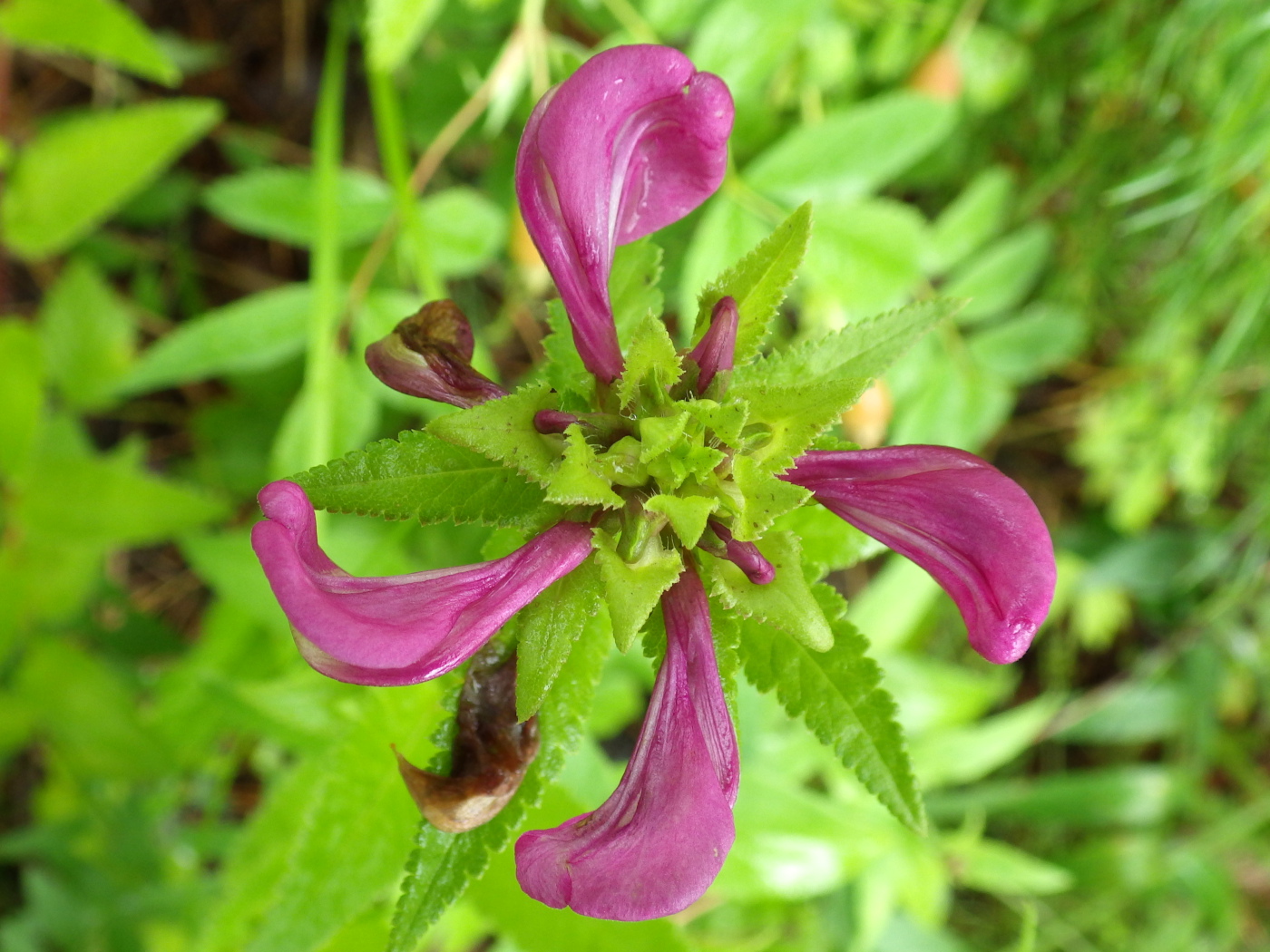 Изображение особи Pedicularis resupinata.