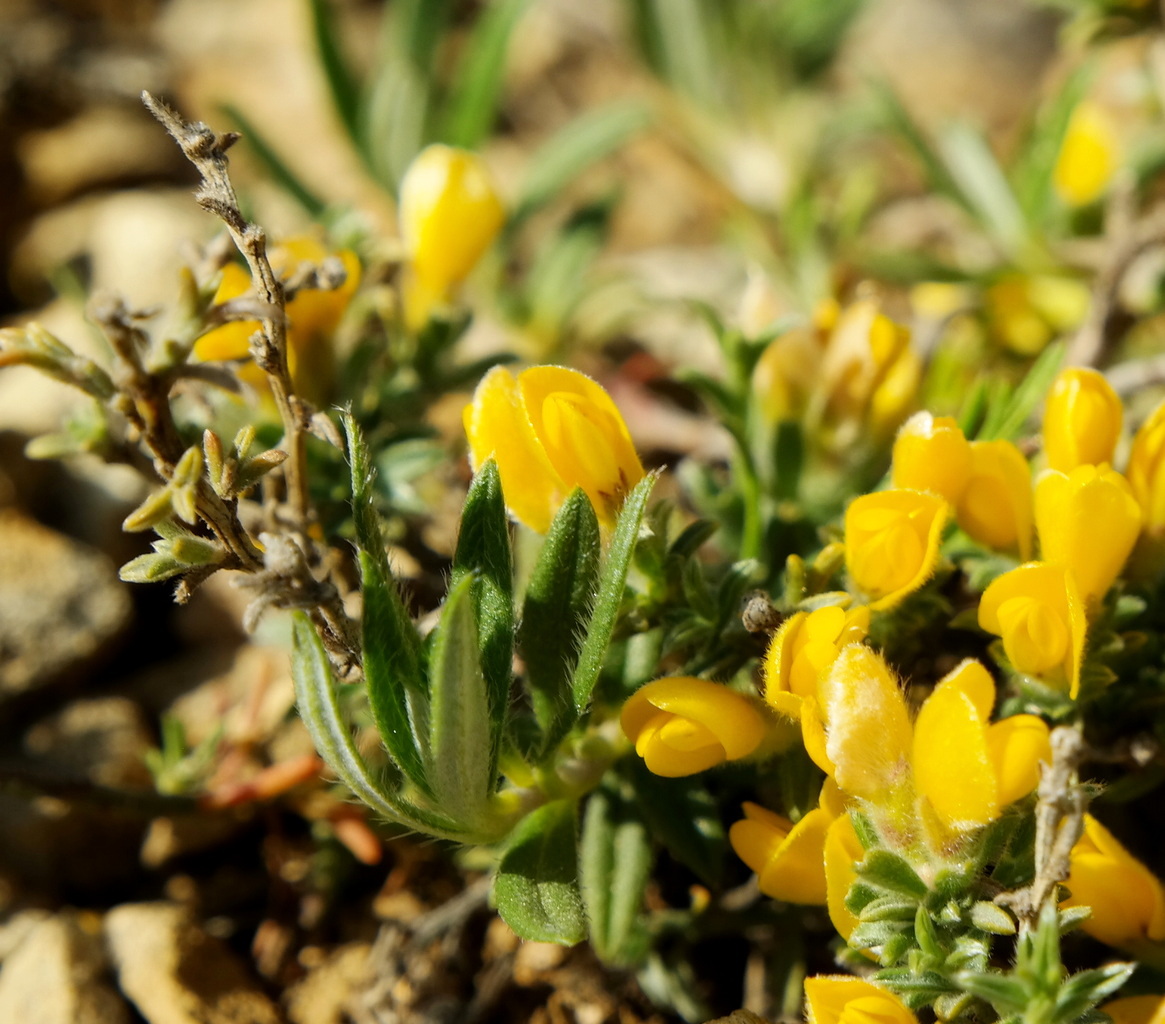 Image of Genista godetii specimen.