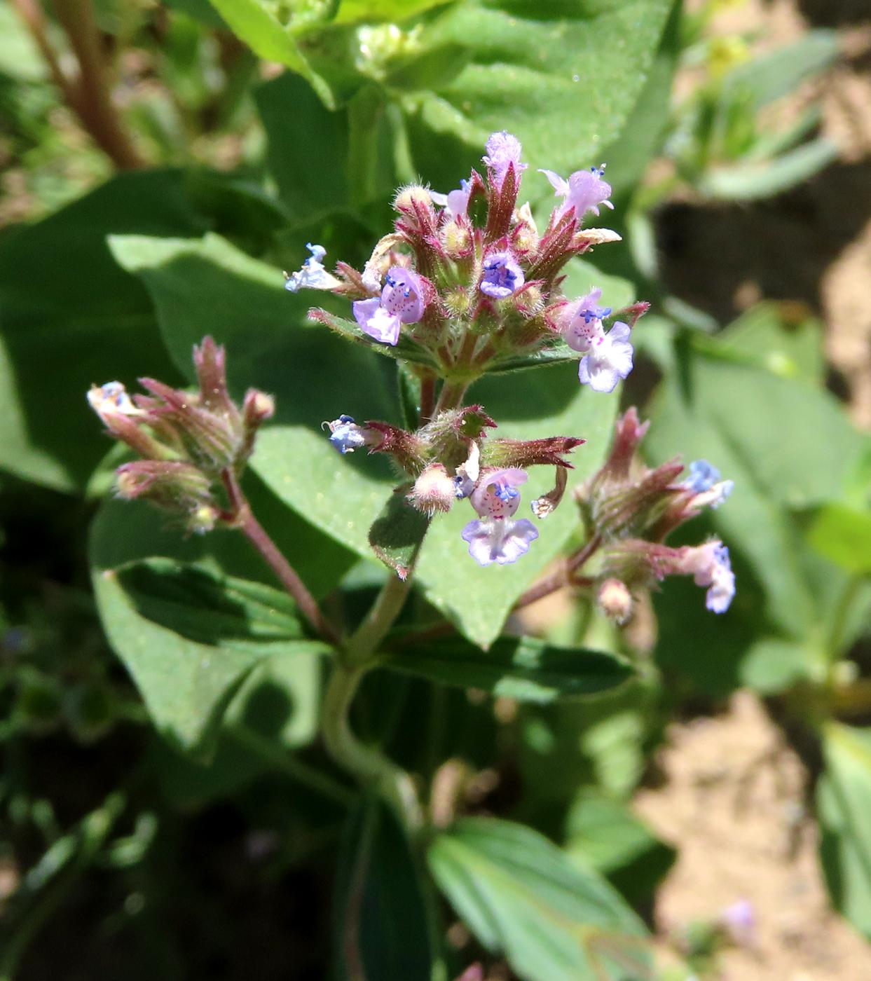 Image of Nepeta micrantha specimen.