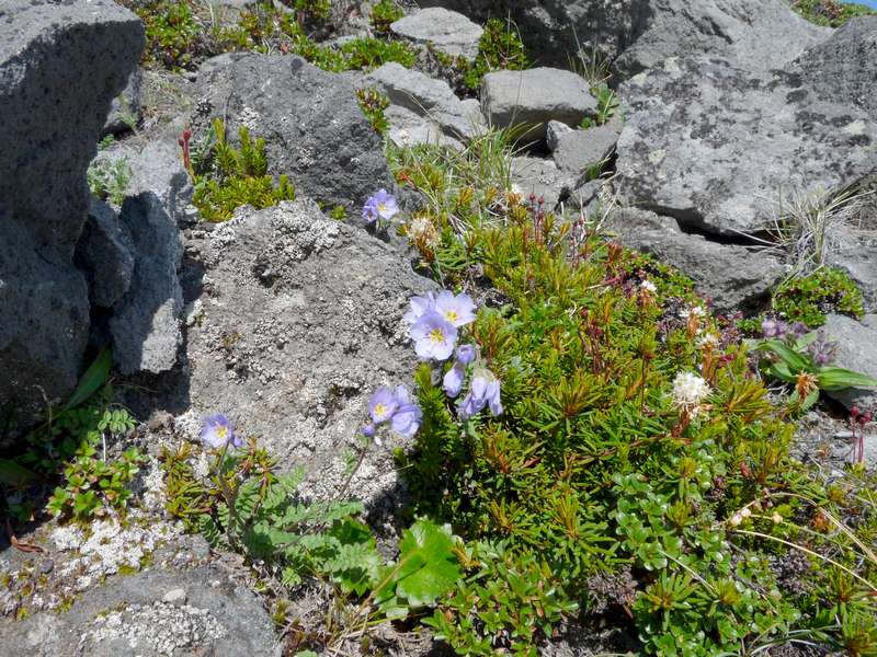 Image of Polemonium boreale specimen.