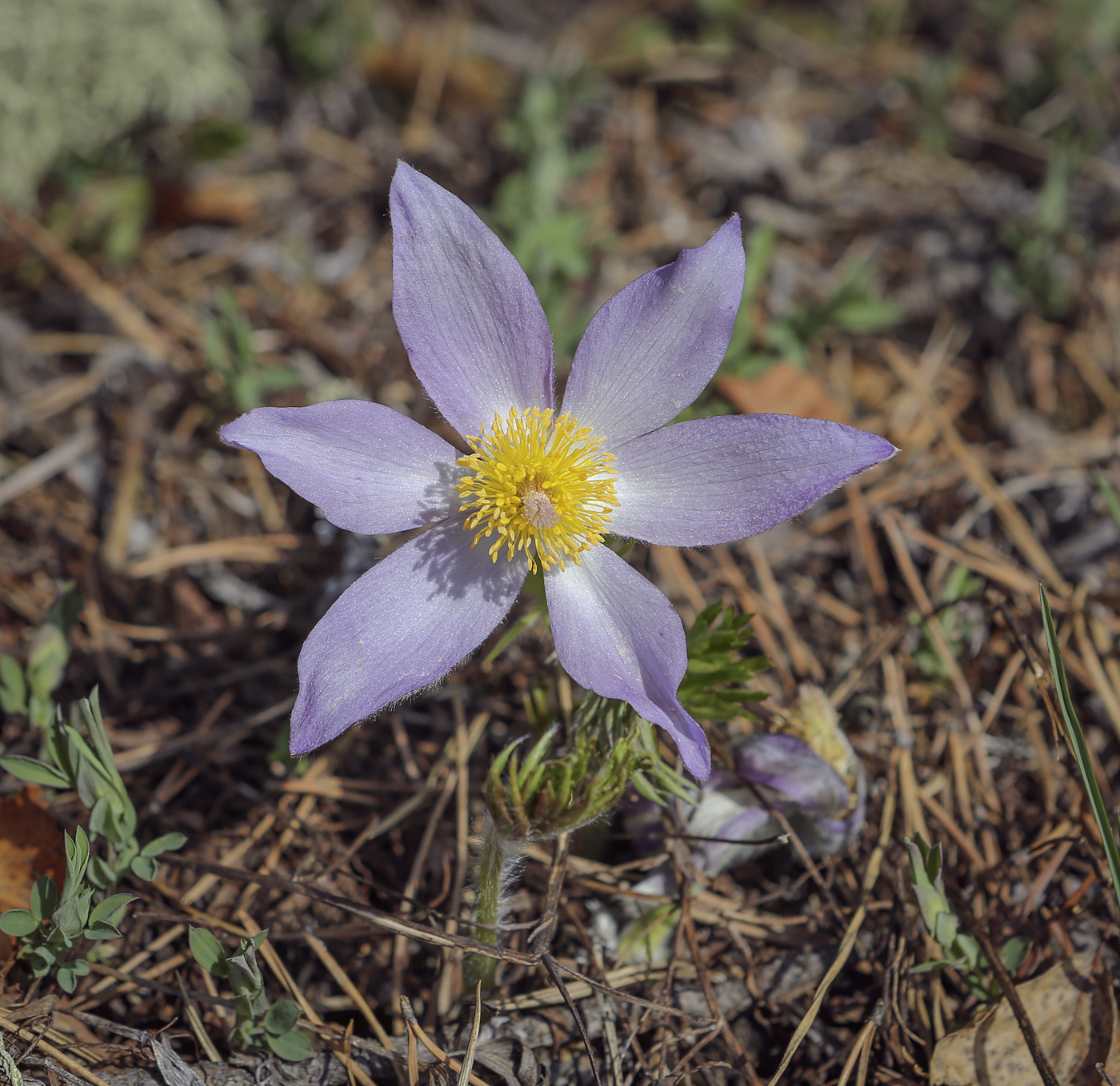 Изображение особи Pulsatilla patens.