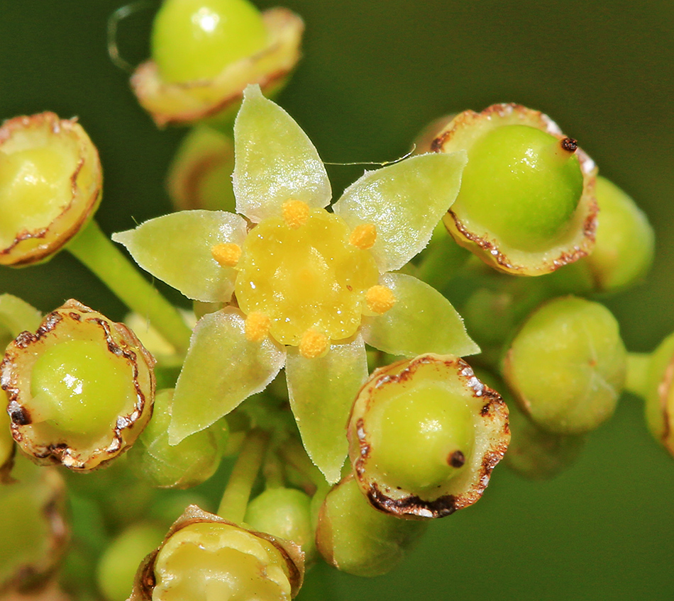 Image of Ampelopsis japonica specimen.