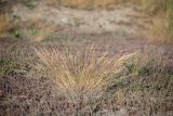genus Puccinellia