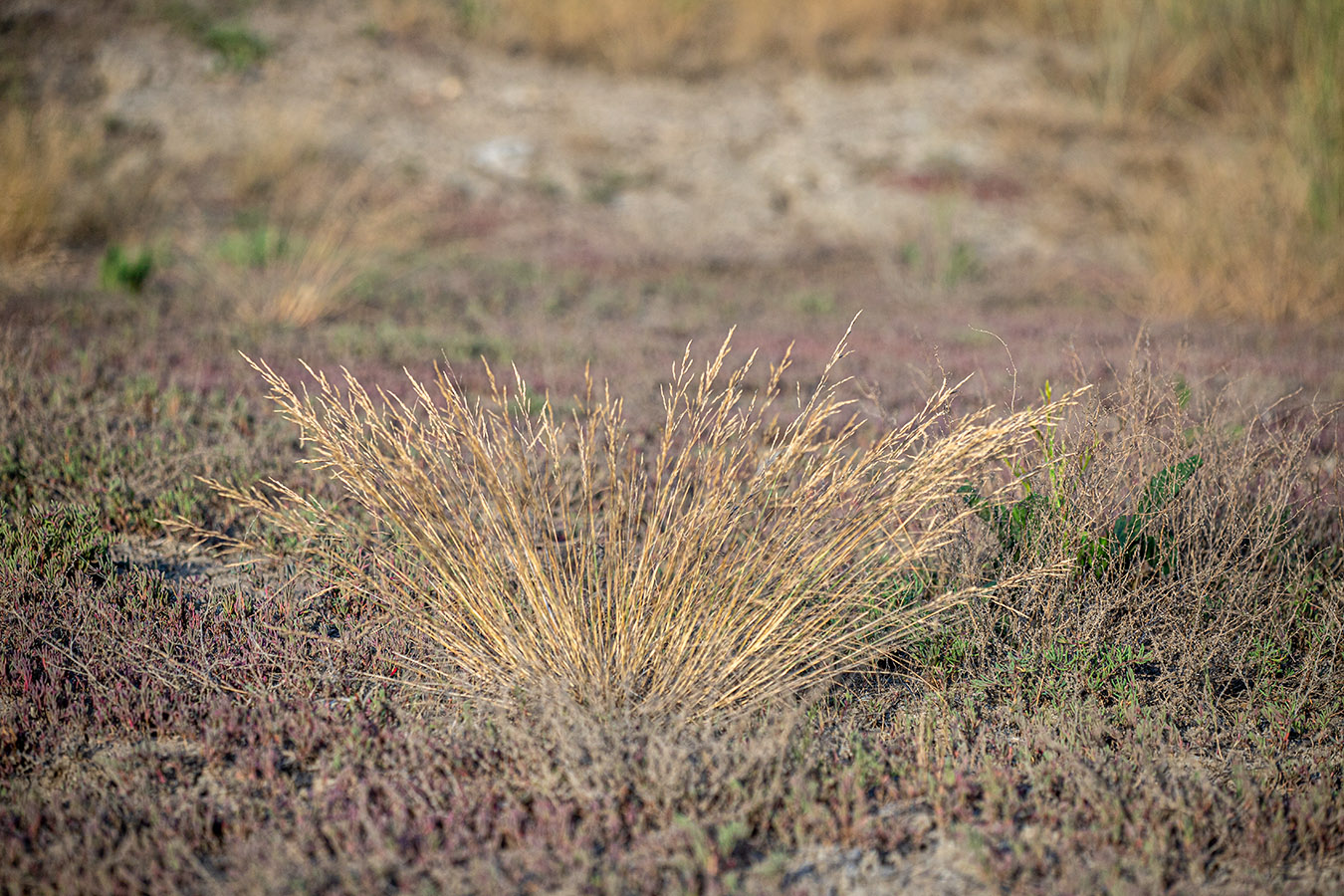 Image of genus Puccinellia specimen.