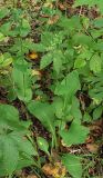 Bupleurum longiradiatum