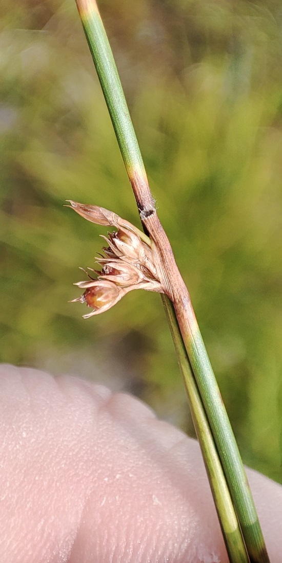 Image of Juncus arcticus specimen.