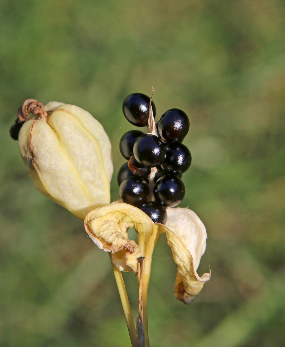 Изображение особи Belamcanda chinensis.