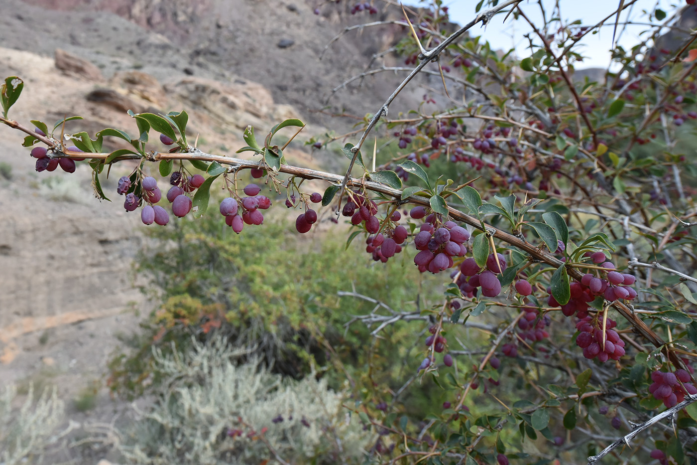 Изображение особи Berberis iliensis.