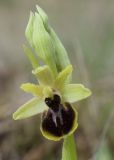 Ophrys sphegodes