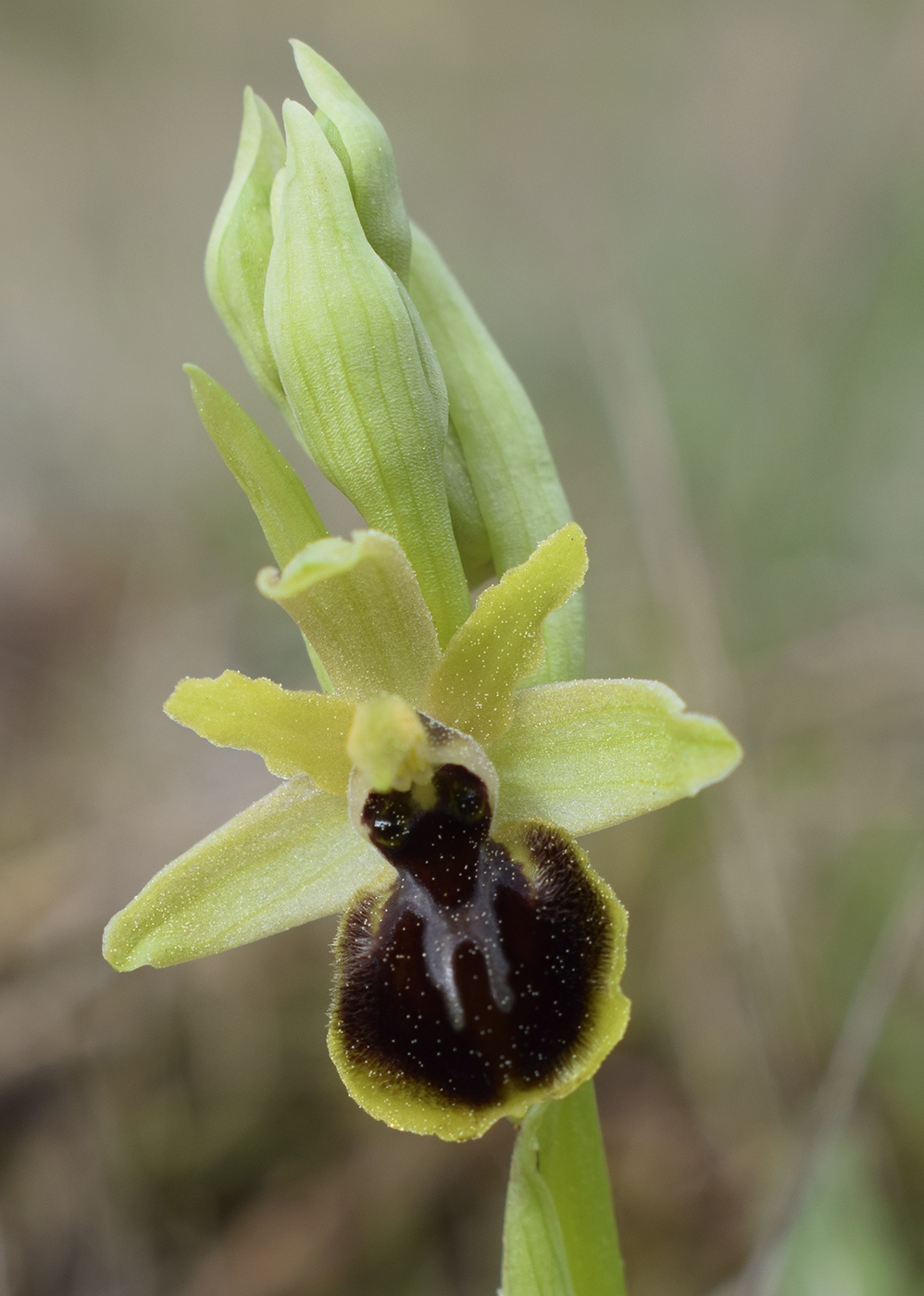 Изображение особи Ophrys sphegodes.