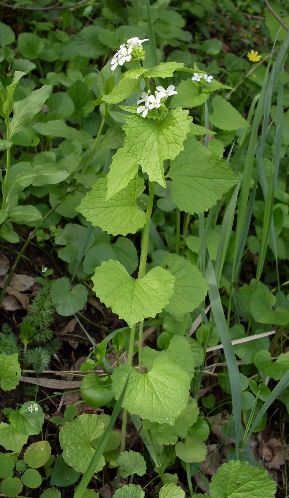 Image of Alliaria petiolata specimen.