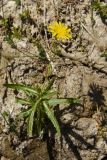 Sonchus subspecies uliginosus