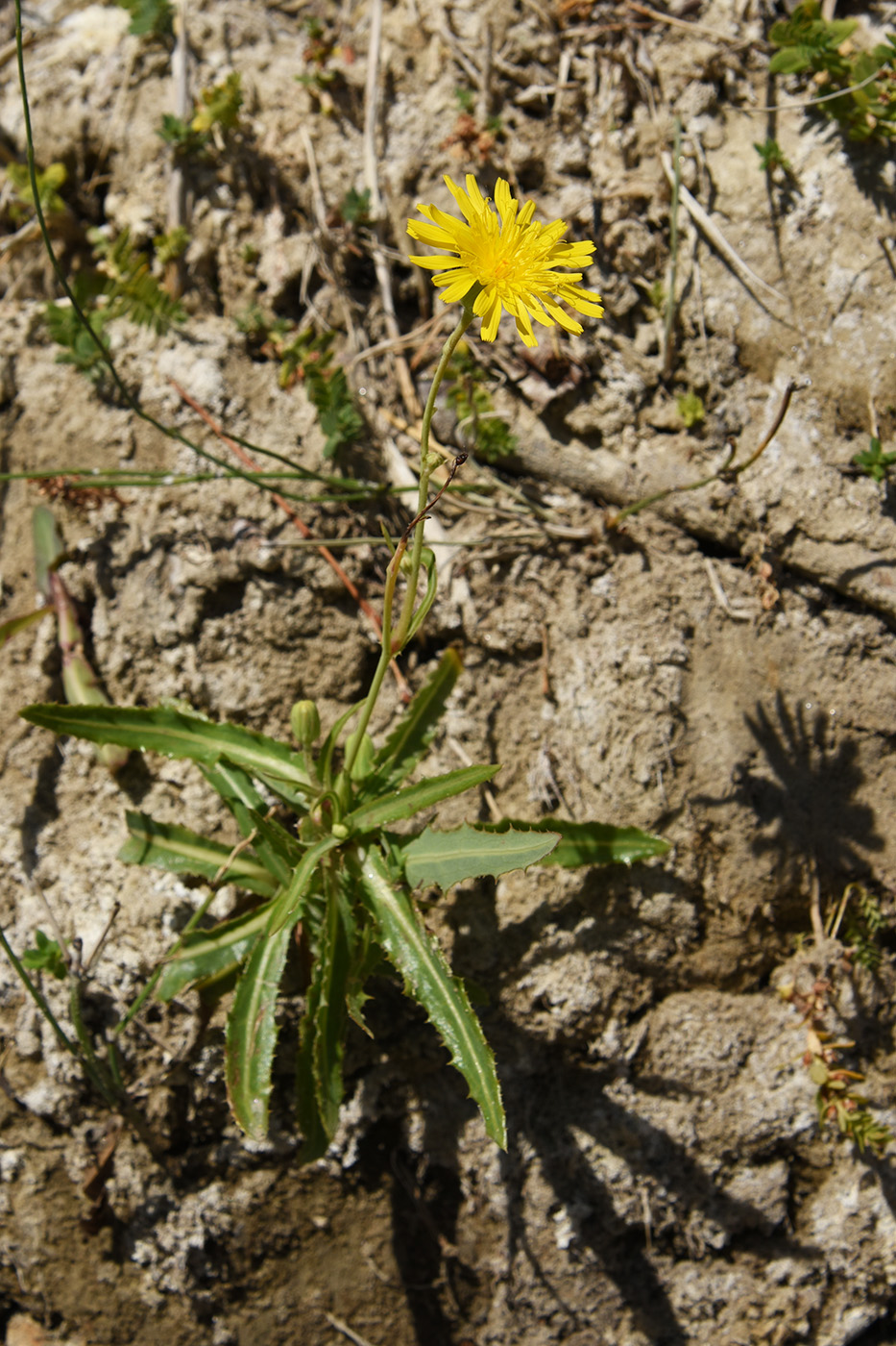 Image of Sonchus arvensis ssp. uliginosus specimen.