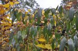 Rhamnus ussuriensis