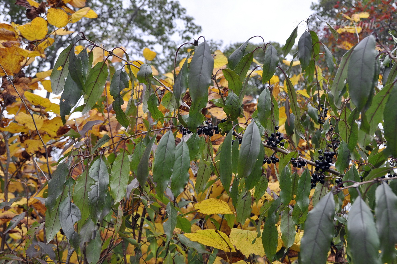 Изображение особи Rhamnus ussuriensis.