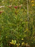 Sambucus ebulus