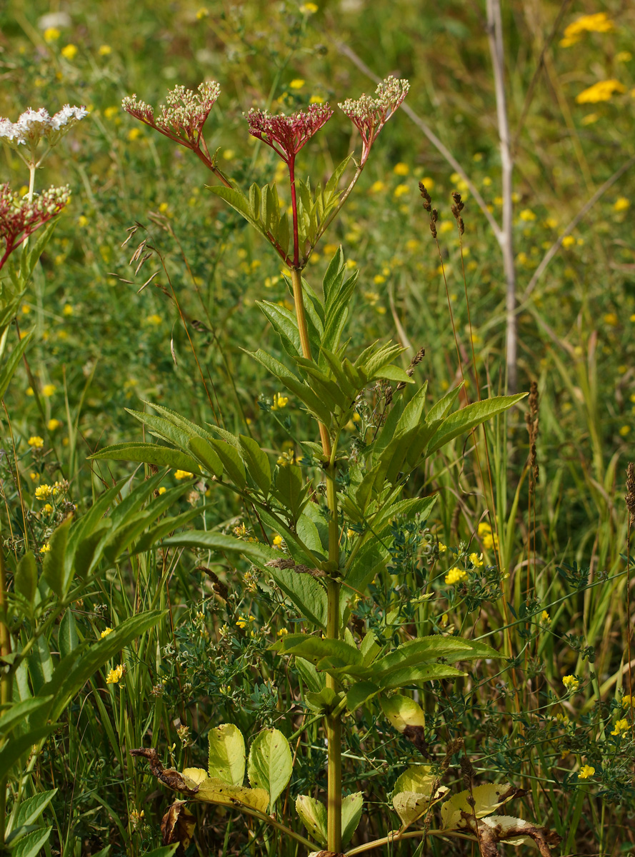 Изображение особи Sambucus ebulus.