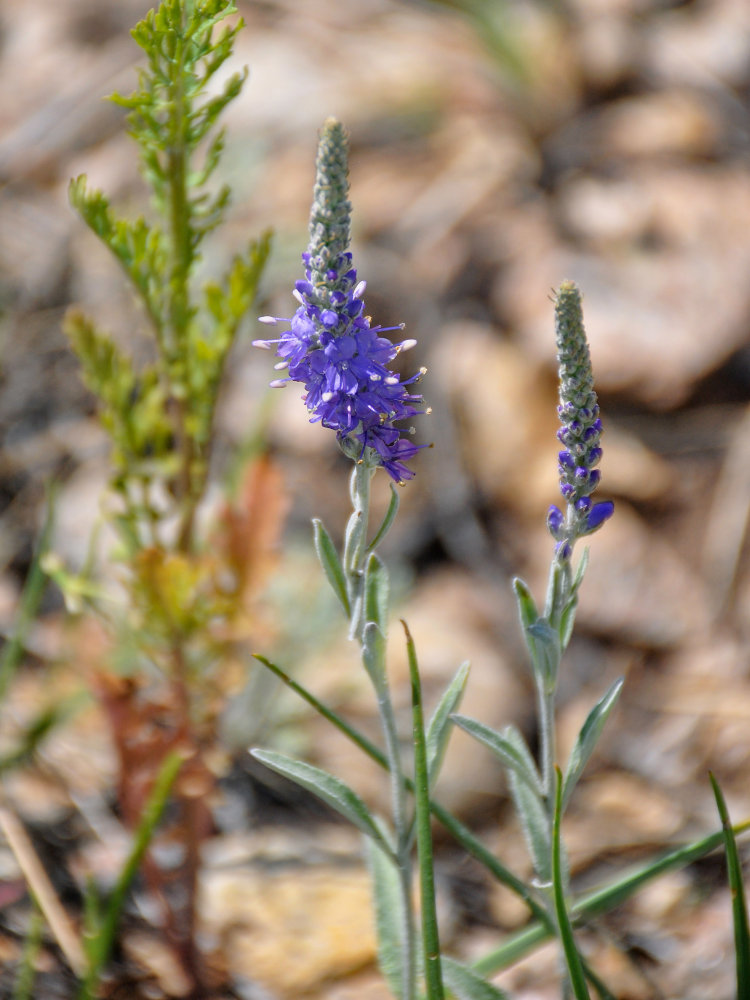 Image of Veronica incana specimen.