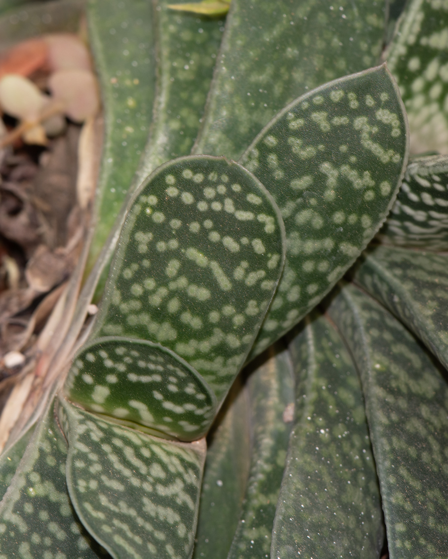 Изображение особи Gasteria obliqua.