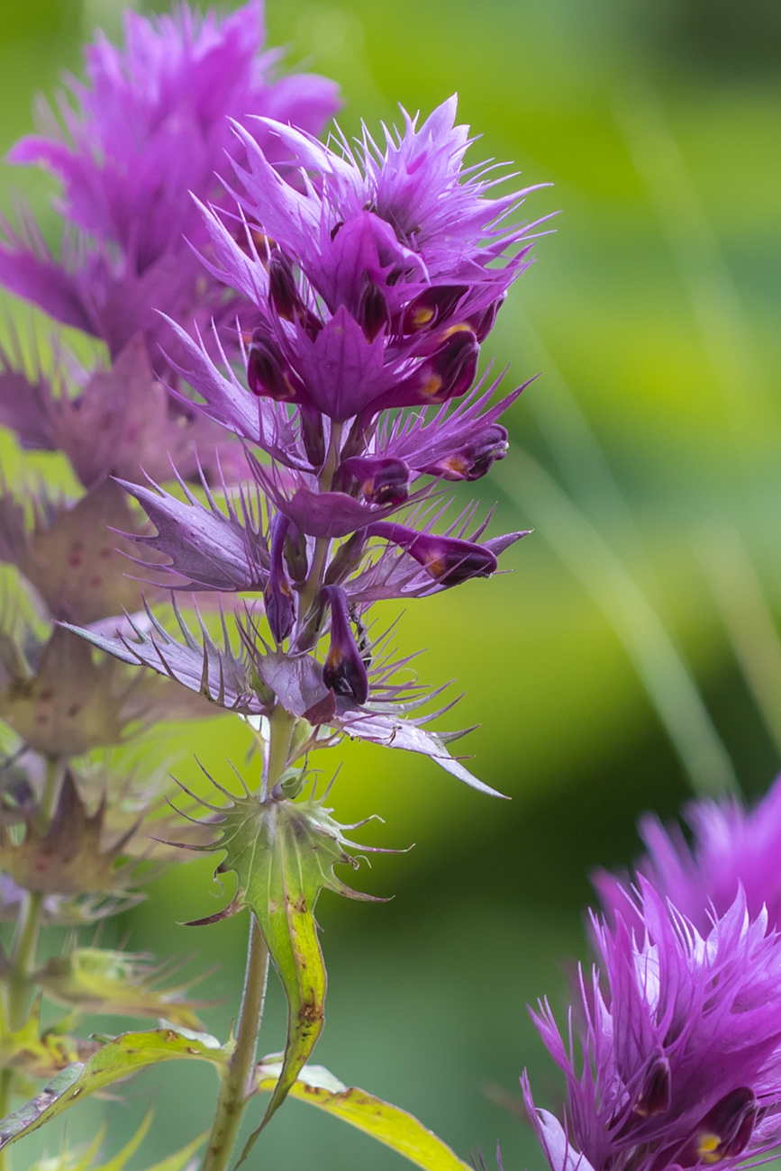 Image of Melampyrum arvense specimen.