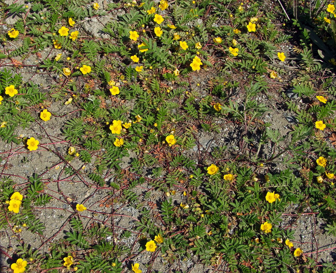 Изображение особи Potentilla anserina.