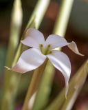 Kalanchoe marmorata