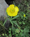 Ranunculus propinquus. Цветущее растение. Полярный Урал, седловина перевала с оз. Естото в верховья р. Большая Пайпудына. 01.08.2010.