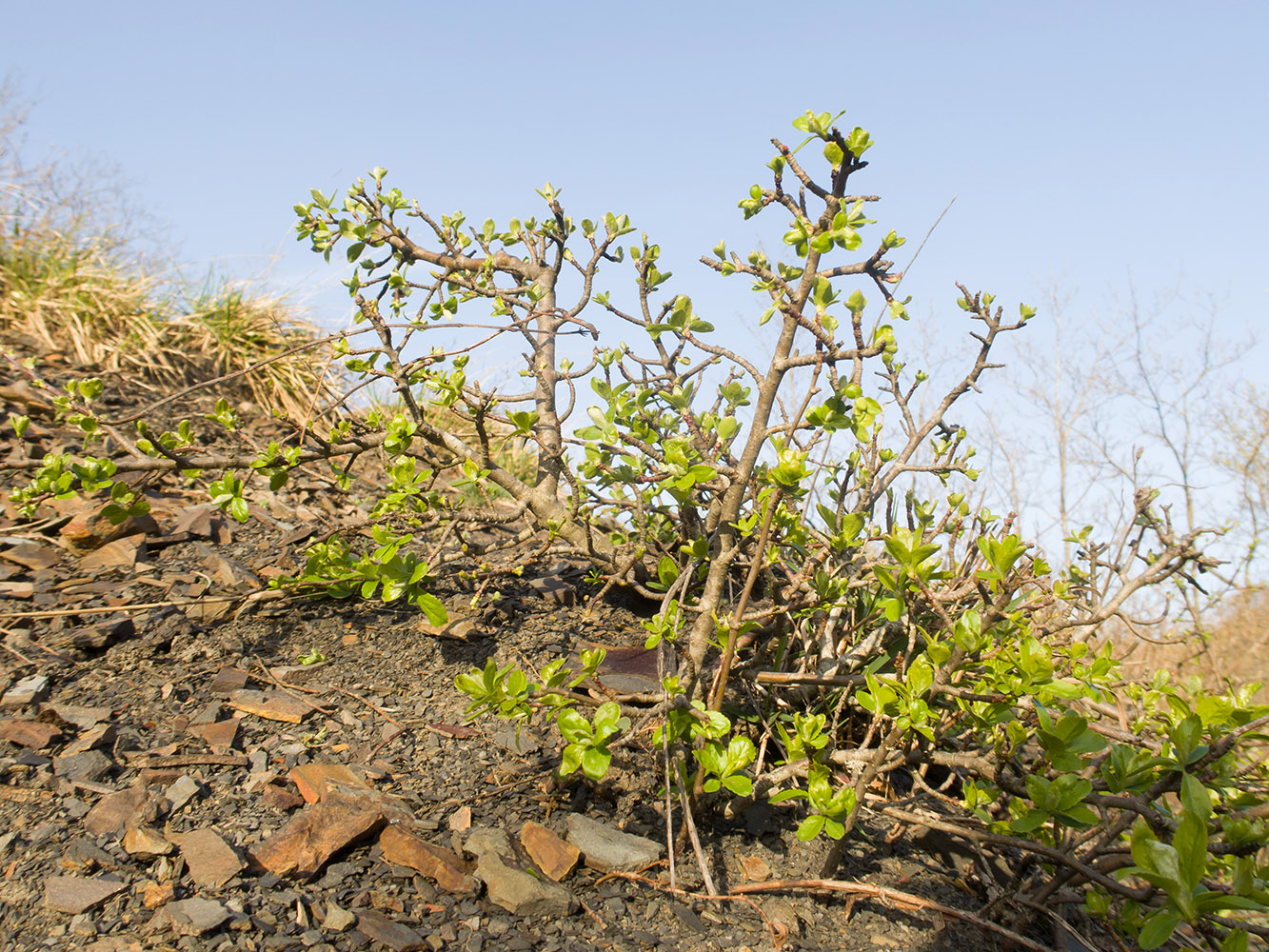 Изображение особи Cotoneaster suavis.